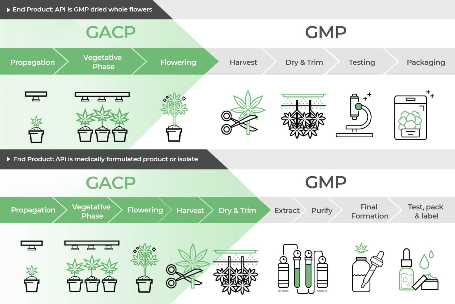 GACP_GMP_process_differences_cannabis
